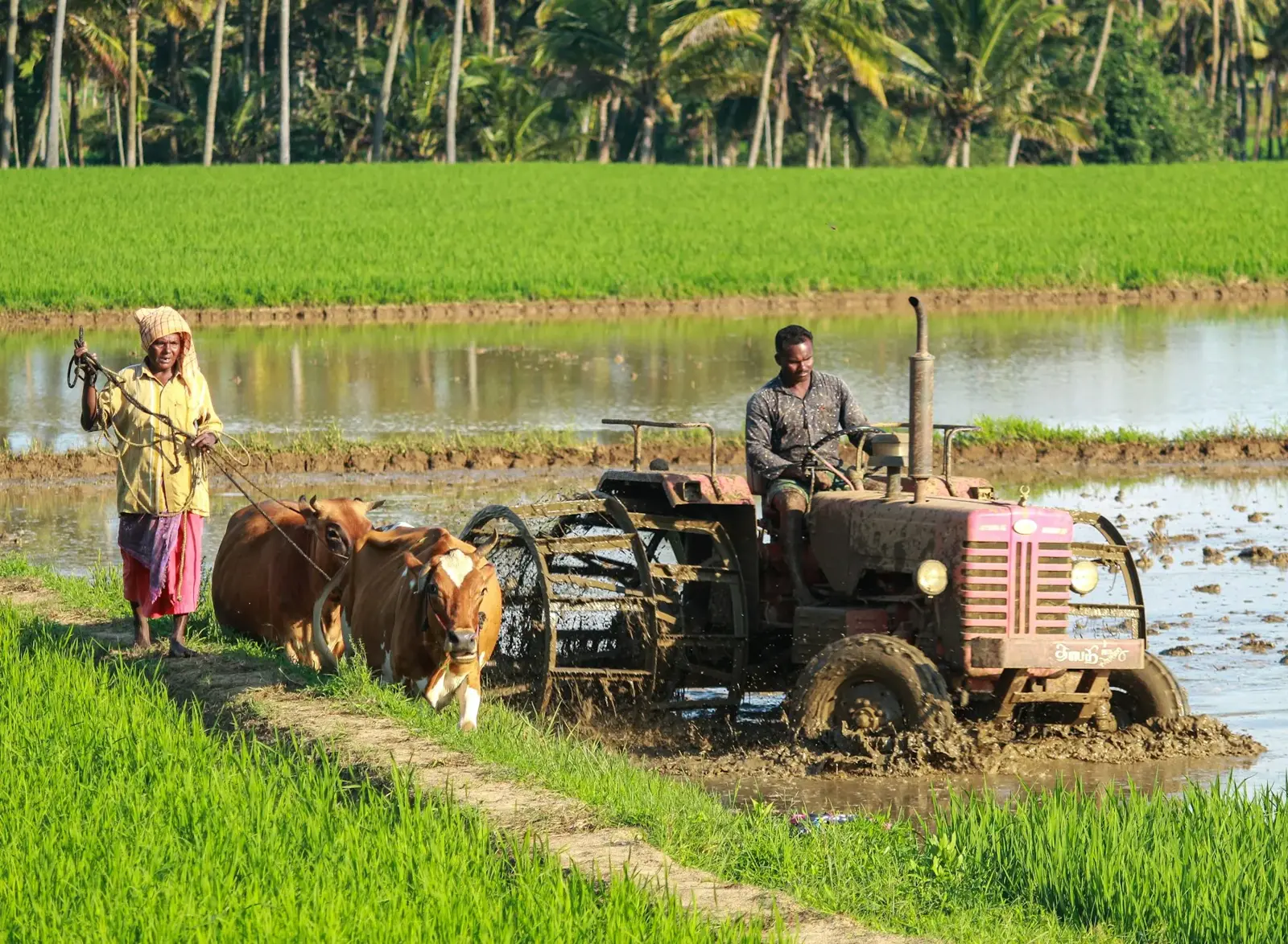 Farmer looking over his fields at sunrise