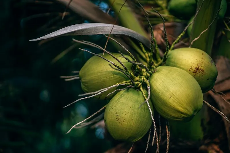 Green coconuts on the palm