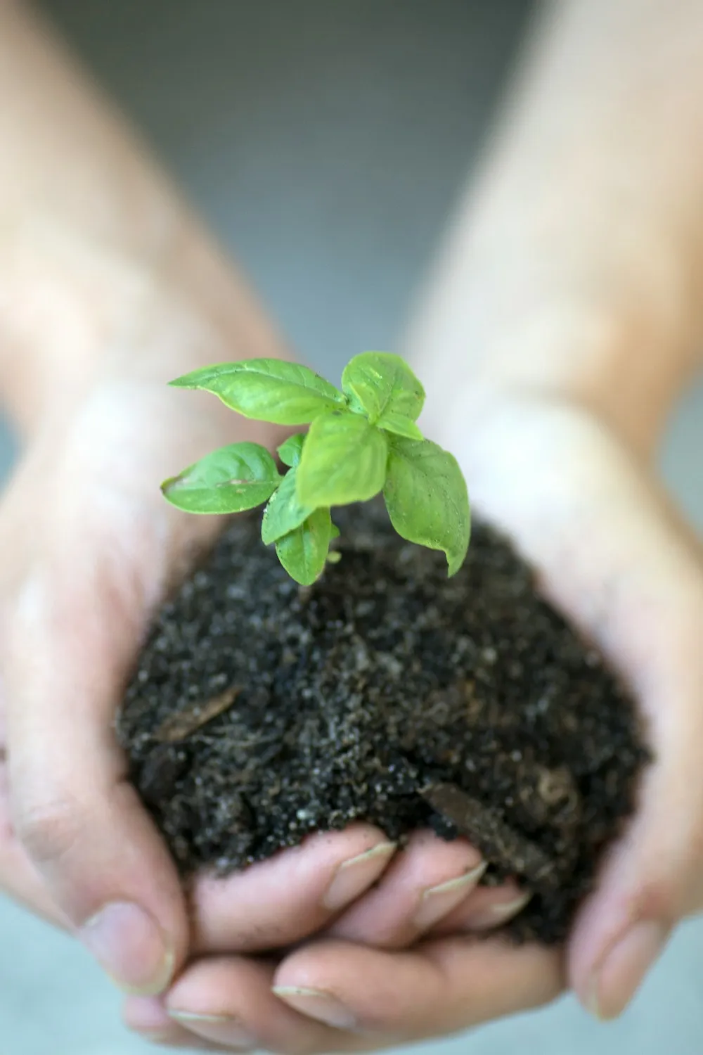 Hands holding a young seedling in soil